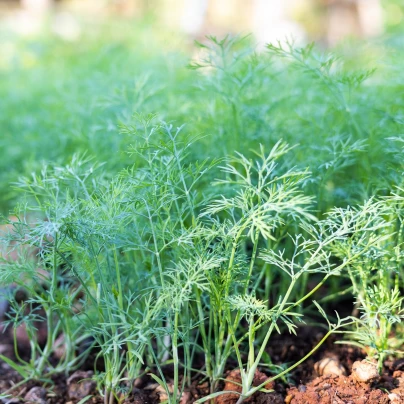 Kopr vonný Hanák - Anethum graveolens - semena - 500 ks