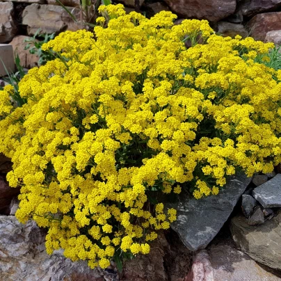 Tařice skalní - Alyssum saxatile - Gold dust - semena - 150 ks