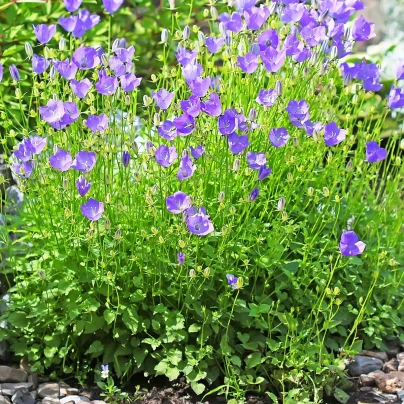 Zvonek karpatský modrý - Campanula carpatica - semena - 400 ks