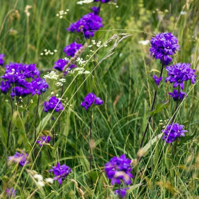 Zvonek klubkatý - Campanula glomerata - semena - 600 ks