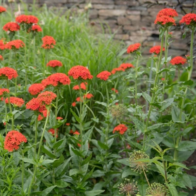 Kohoutek chalcedonský - Lychnis chalcedonica - semena - 50 ks