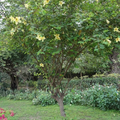 Bauhinie plstnatá - Bauhinia tomentosa - semena - 4 ks