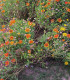 Kokarda jednoduchá - Gaillardia pulchella - semena - 0,3 g