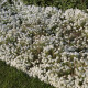 Tařicovka Snow Crystal - Lobularia maritima - semena - 200 ks