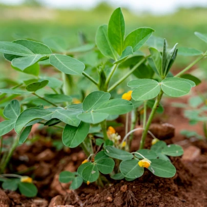 Podzemnice olejná - Arachis hypogaea - semena - 3 ks