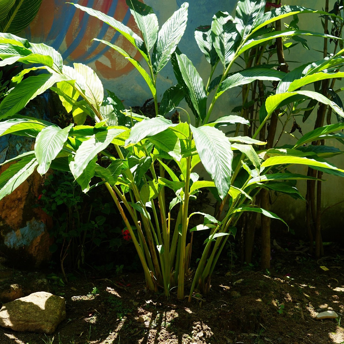 Kardamovník obecný - Elettaria cardamomum - semena - 5 ks