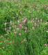 Vičenec ligrus - Onobrychis viciifolia - semena - 50 ks