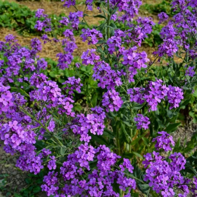 Večernice vonná - Hesperis matronalis - semena - 100 ks