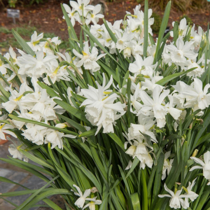 Narcis Thalia - Narcissus L. - cibuloviny - 3 ks