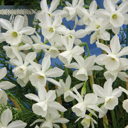 Narcis Thalia - Narcissus L. - cibuloviny - 3 ks