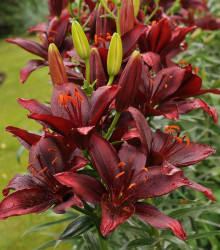 Lilie asijská Mapira - Lilium - cibuloviny - 1 ks