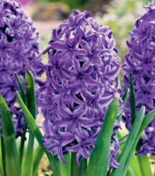 Hyacint plnokvětý Lili Purple - Hyacinthus - cibuloviny - 1 ks