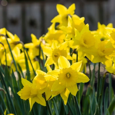 Narcis Quail - Narcissus - cibuloviny - 3 ks