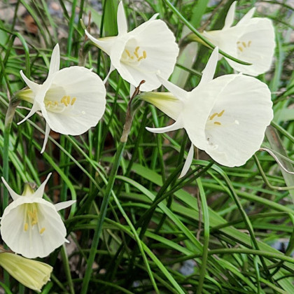 Narcis Artics bells - Narcissus bulbocodium - cibuloviny - 3 ks