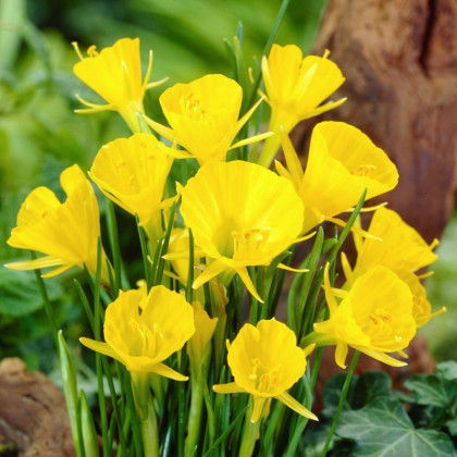 Narcis Golden bells - Narcissus bulbocodium - cibuloviny - 3 ks