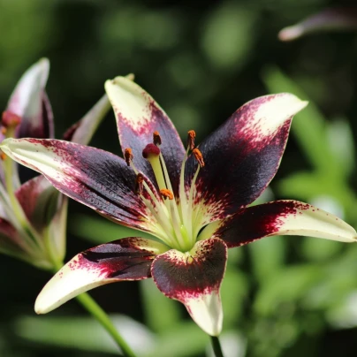 Lilie Nettys Pride - Lilium - cibuloviny - 1 ks