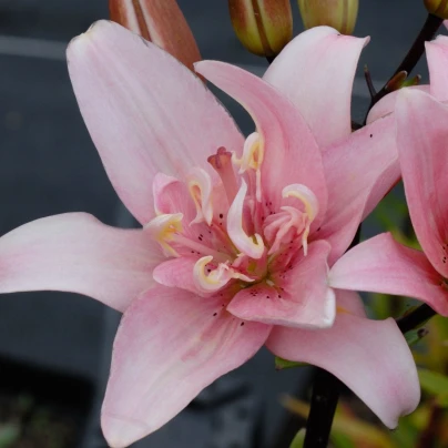 Lilie Elodie - Lilium - cibuloviny - 1 ks