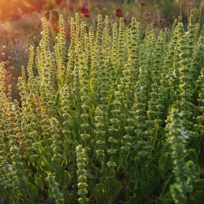 BIO Saturejka zahradní - Satureja hortensis - bio semena - 600 ks