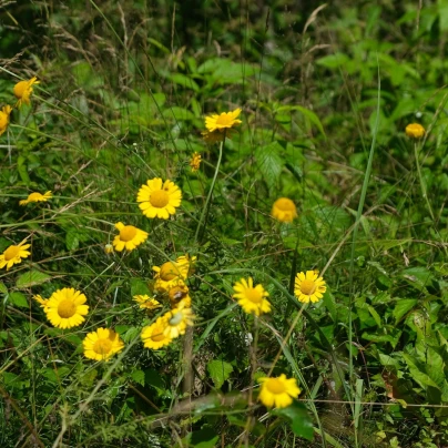 Rmen barvířský - Anthemis tinctoria - semena - 500 ks