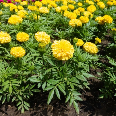 Aksamitník vzpřímený Sunset - Tagetes erecta - semena - 0,3 g