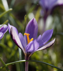 Krokus Spring Beauty - Crocus minimus - cibuloviny - 3 ks