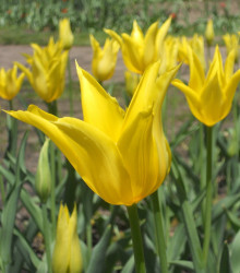 Tulipán West Point - Tulipa - cibuloviny - 3 ks