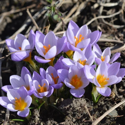 Krokus Firefly - Crocus sieberi - cibuloviny - 3 ks