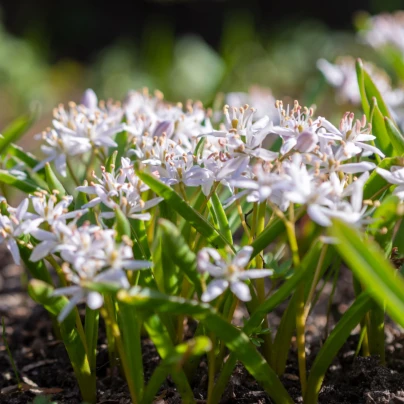 Ladoňka růžová - Scilla bifolia rosea - cibuloviny - 3 ks