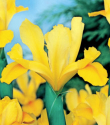 Kosatec holandský Golden Harvest - Iris hollandica - cibuloviny - 3 ks