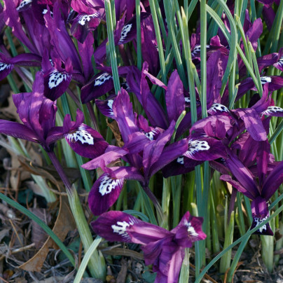 Kosatec síťkovaný Pauline - Iris reticulata - cibuloviny - 3 ks