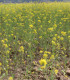 Hořčice černá - Brassica nigra - semena - 50 ks