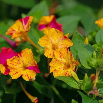 Nocenka jalapovitá Broken colors - Mirabilis jalapa - semena - 6 ks