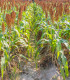 Čirok obecný - Sorghum bicolor - semena - 10 ks
