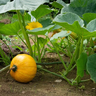 BIO Dýně Uchiki kuri - Cucurbita pepo - bio semena - 5 ks