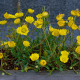 Kopretina zlatožlutá nízká - Chrysanthemum multicaule - semena - 0,4 g