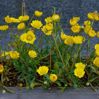 Kopretina zlatožlutá nízká - Chrysanthemum multicaule - semena - 0,4 g