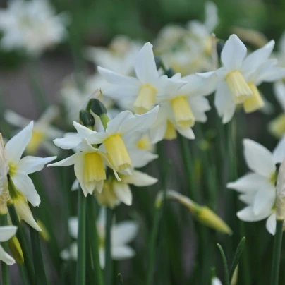 Narcis Toto - Narcissus - cibuloviny - 3 ks