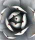 Agáve parryi - Agave Parryi - semena - 9 ks