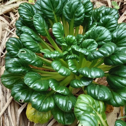 Tatsoi - Brassica rapa var rosularis - semena - 100 ks