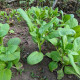 Choi Sum Fubbi - Brassica parachinensis - semena - 100 ks