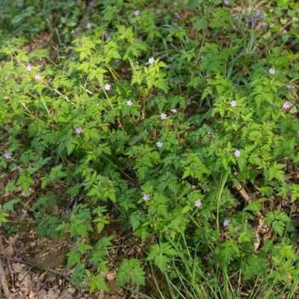 Kakost smrdutý - Geranium robertianum - semena - 10 ks
