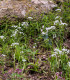 Česnek okrasný - Allium neapolitanum - cibuloviny - 3 ks
