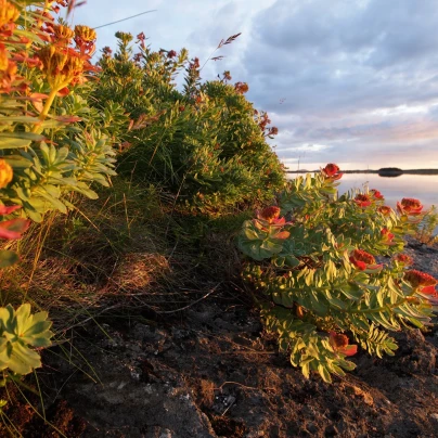 Rozchodnice růžová - Rhodiola rosea - semena - 8 ks