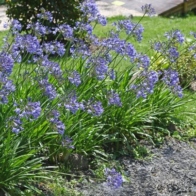 Kalokvět modrý - Agapanthus praecox - semena - 8 ks