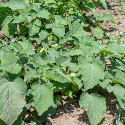 Mochyně peruánská - Physalis peruviana - semena - 10 ks