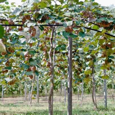 Kiwi čínské - Actinidia chinensis - semena - 5 ks