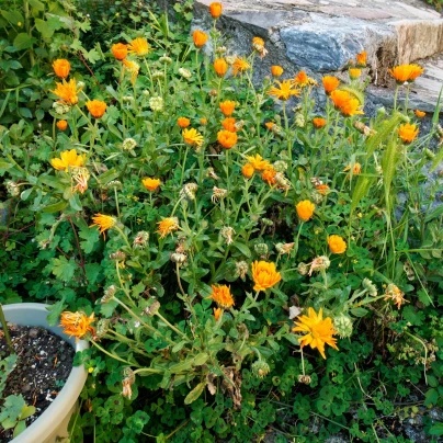 Měsíček lékařský - Calendula officinalis - semena - 30 ks