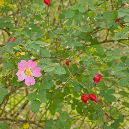 Růže šípková - Rosa canina - semena - 5 ks