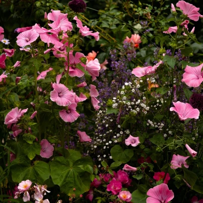 Slézovka trojklaná purpurová - Malope trifida - semena - 25 ks