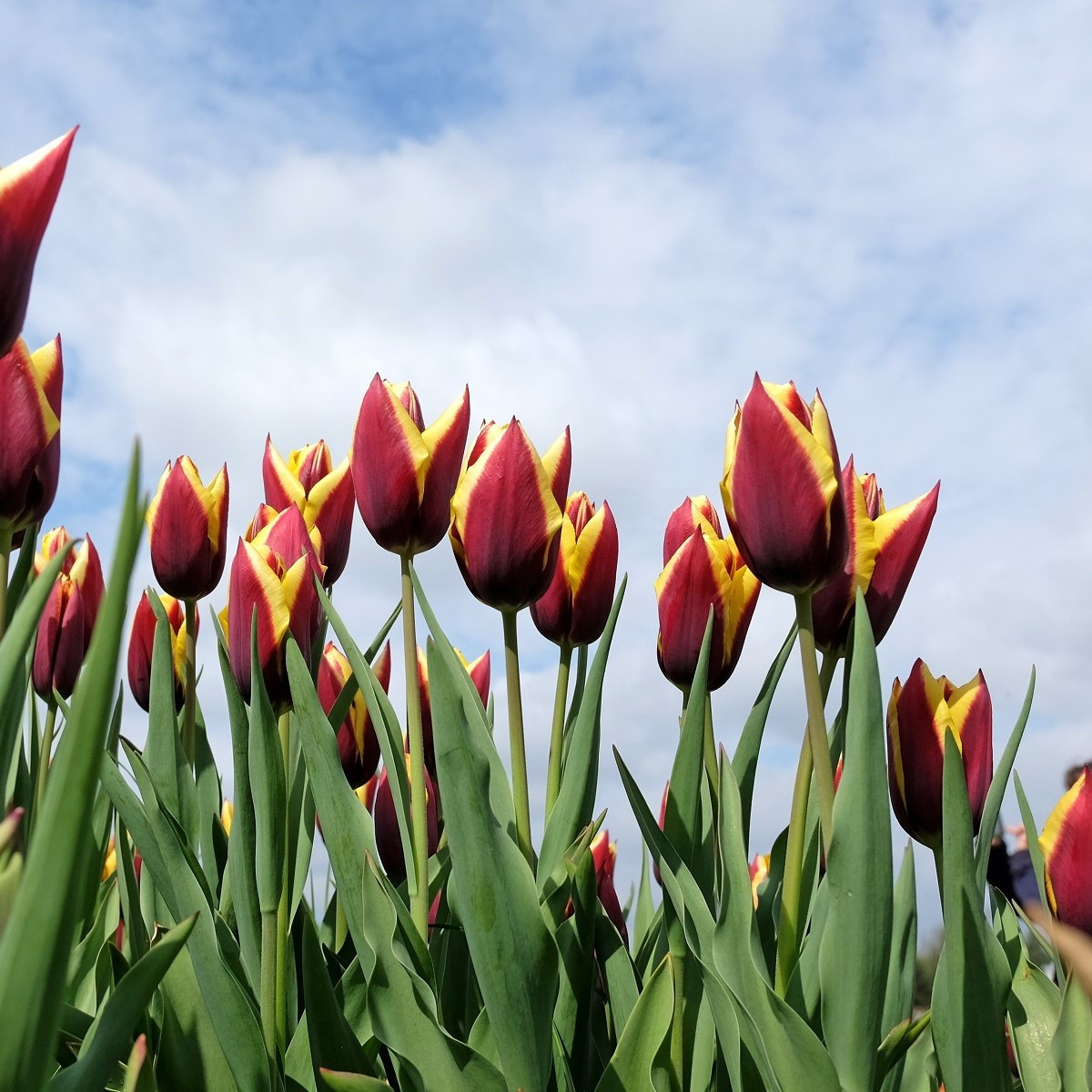 Tulipán Gavota - Tulipa - cibuloviny - 3 ks